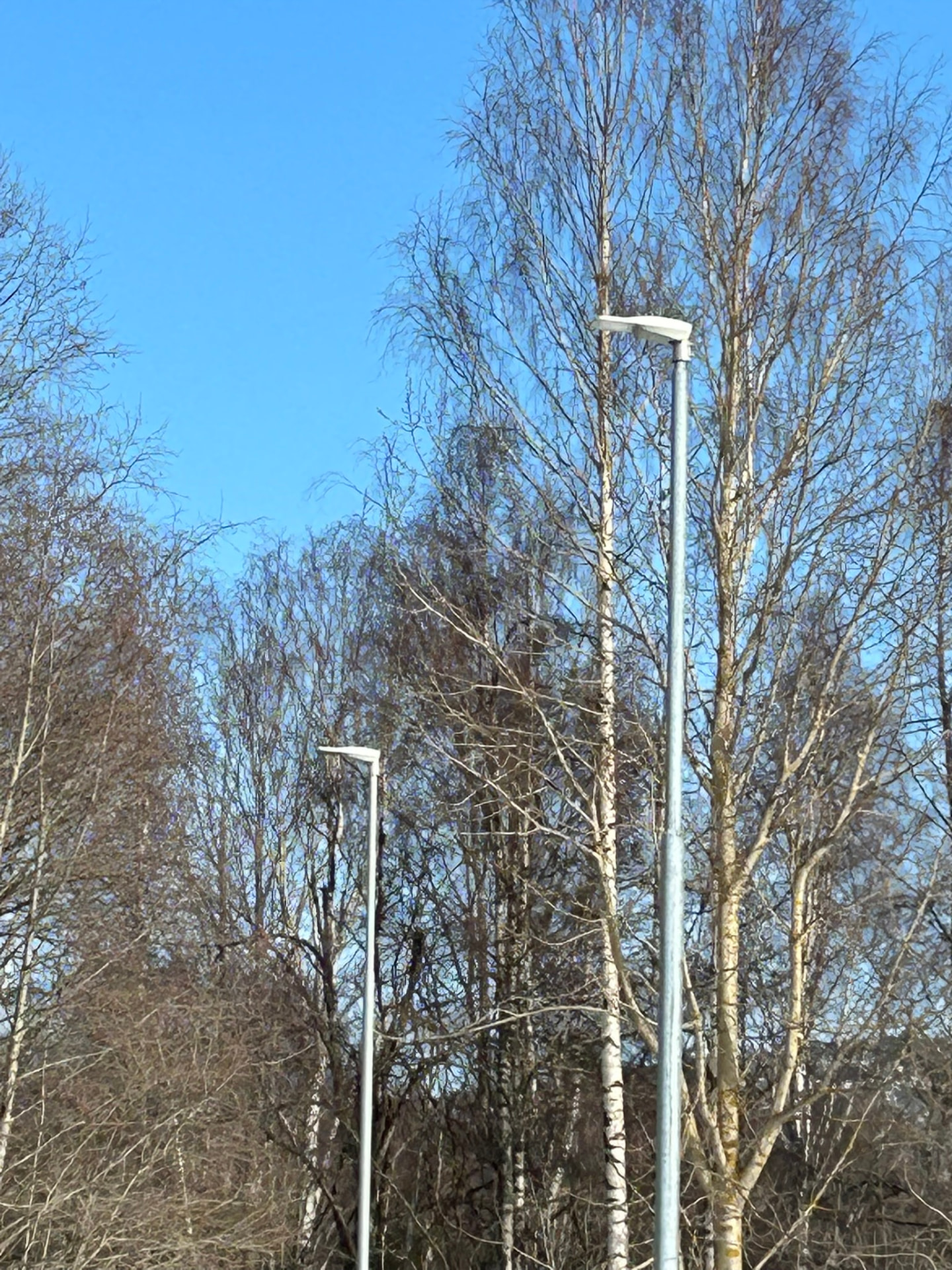 NODE street luminaires mounted on poles in a woodland park setting.